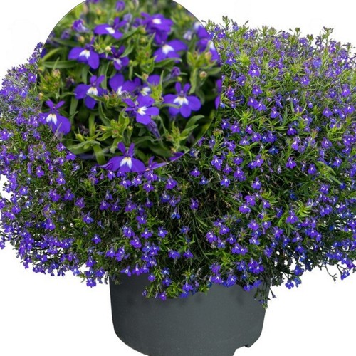Lobelia erinus 'Masterpiece F1 Blue with Eye' - Sinilobeelia 'Masterpiece F1 Blue with Eye' ampel